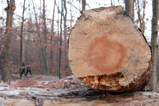 Holz