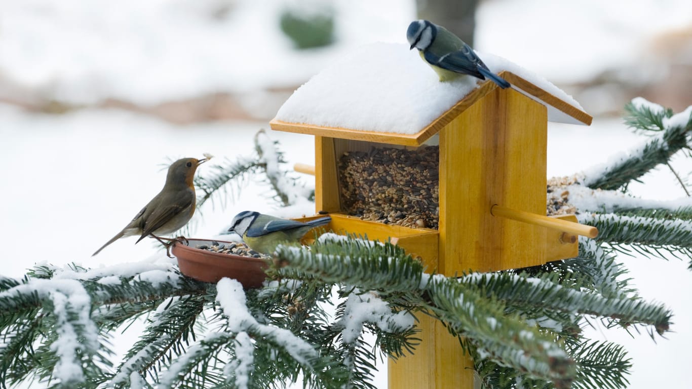 Mit schönen Vogelhäusern unterstützen Sie heimische Vögel im Winter.