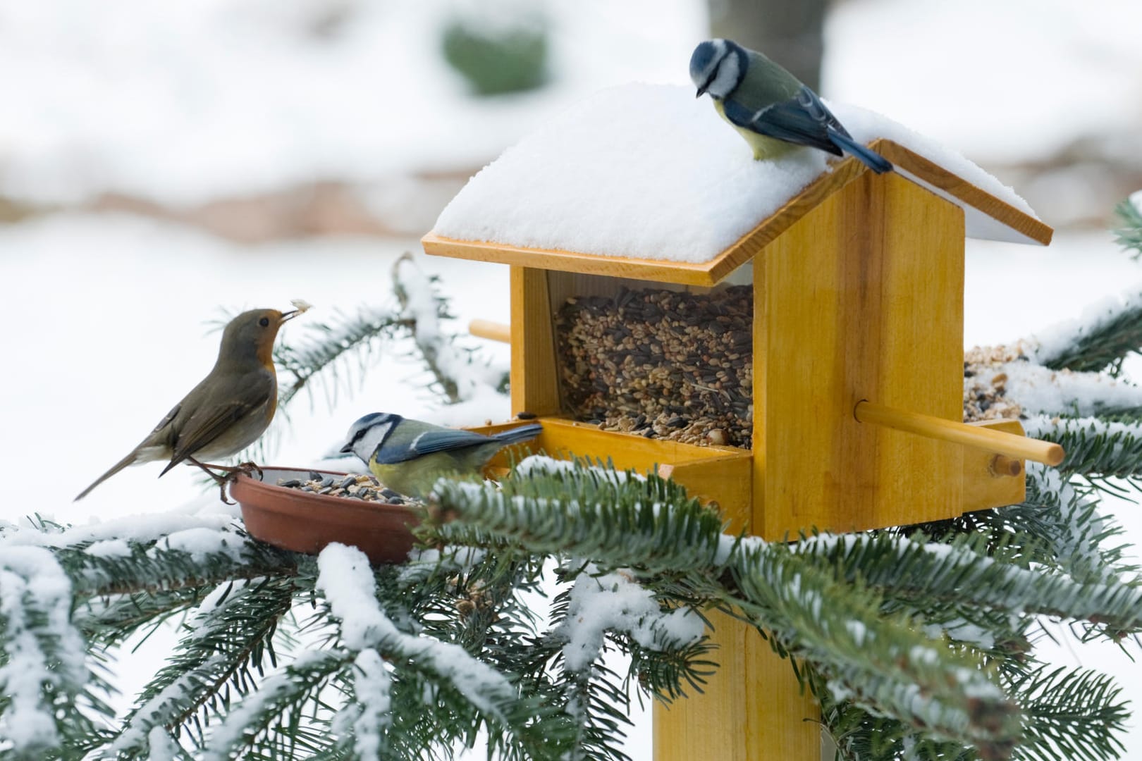 Mit schönen Vogelhäusern unterstützen Sie heimische Vögel im Winter.