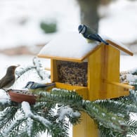 Mit schönen Vogelhäusern unterstützen Sie heimische Vögel im Winter.