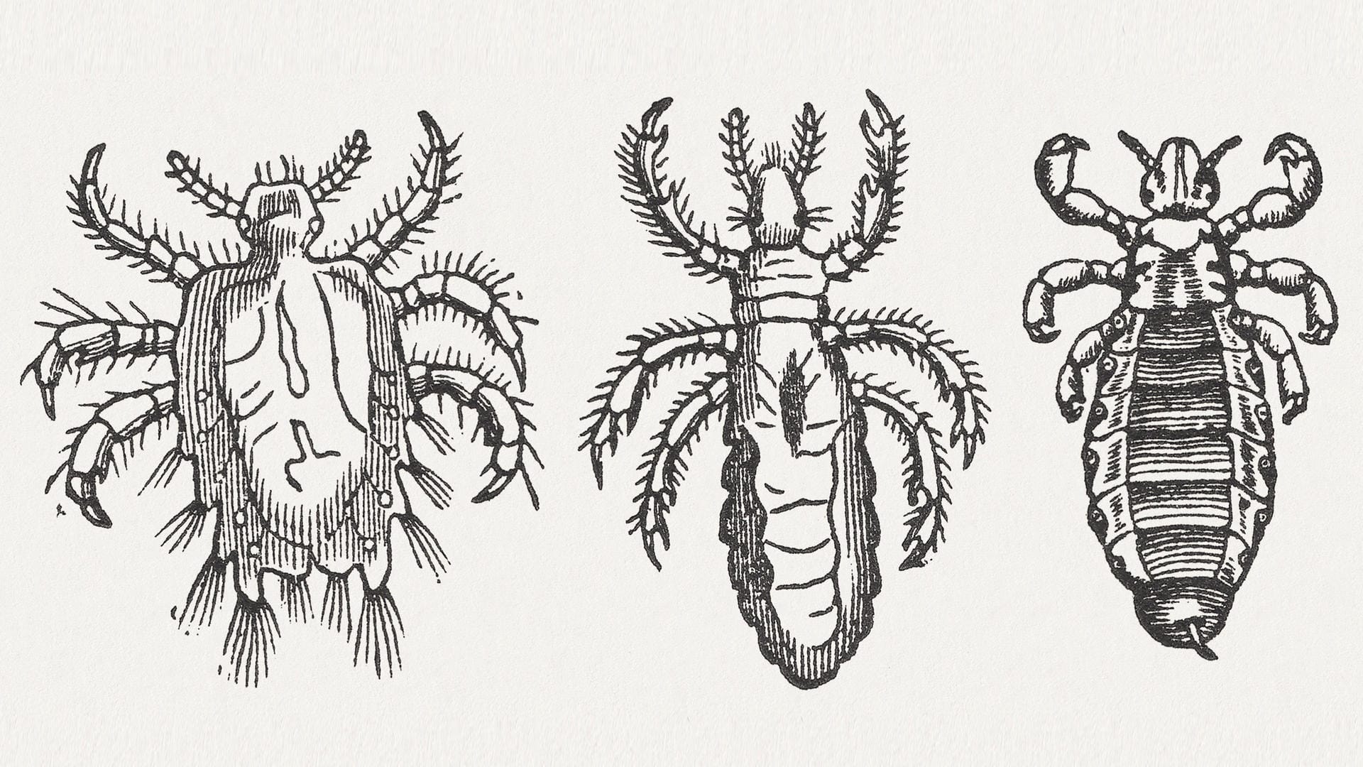 Illustration verschiedener Lausarten