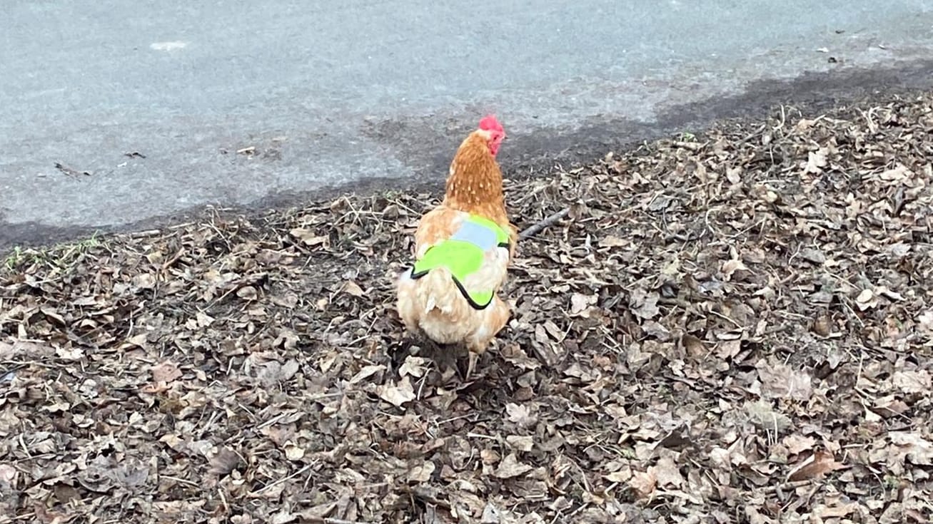 Leuchtend gelb: Ein ausgebüxtes Huhn quert die Landstraße in Haßloch.