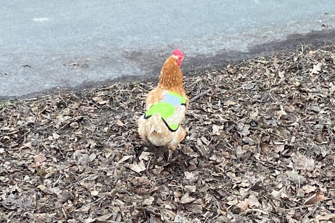 Leuchtend gelb: Ein ausgebüxtes Huhn quert die Landstraße in Haßloch.