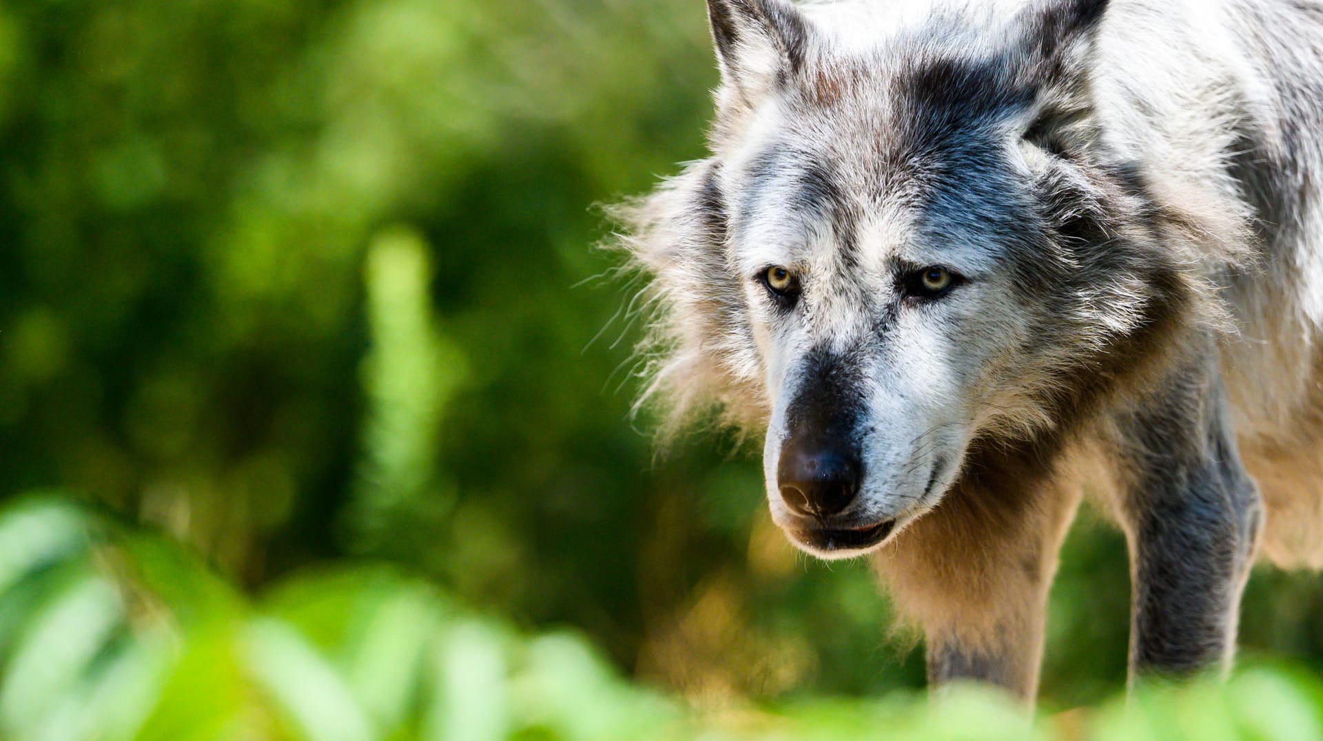 Fluffy im Zoo Hannover: Der Timberwolf litt zuletzt unter Arthrose. Fluffy im Zoo Hannover: Der Timberwolf litt zuletzt unter Arthrose.