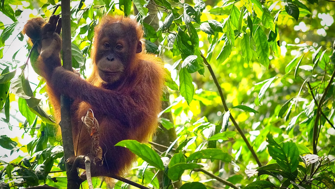 Geklauter Lebensraum (Symbolbild): Umweltverbände kritisieren Palmöl, da der Anbau bedrohte Arten wie Orang-Utans oder Tiger aus ihrem Habitat verdrängt.