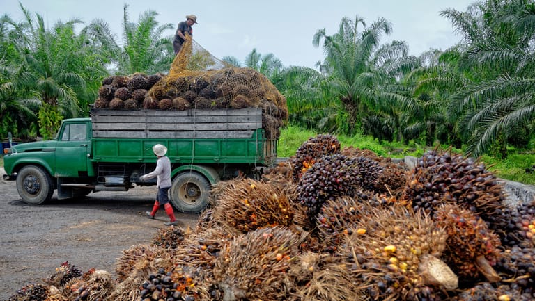 Ernten der Palmölpflanzen (Symbolbild): Der Preis für das beliebte Öl ist am Freitag auf einen Rekordwert getiegen.