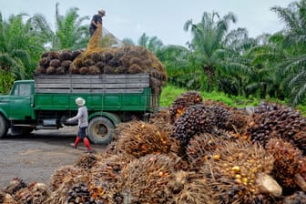 Ernten der Palmölpflanzen (Symbolbild): Der Preis für das beliebte Öl ist am Freitag auf einen Rekordwert getiegen.