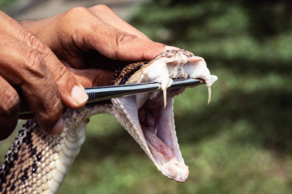 Fangzähne einer Schlange: Die Beamten fanden unter anderem Klapperschlangen, Kobras, Schwarze Mambas und eine vier Meter lange Python.
