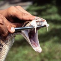 Fangzähne einer Schlange: Die Beamten fanden unter anderem Klapperschlangen, Kobras, Schwarze Mambas und eine vier Meter lange Python.