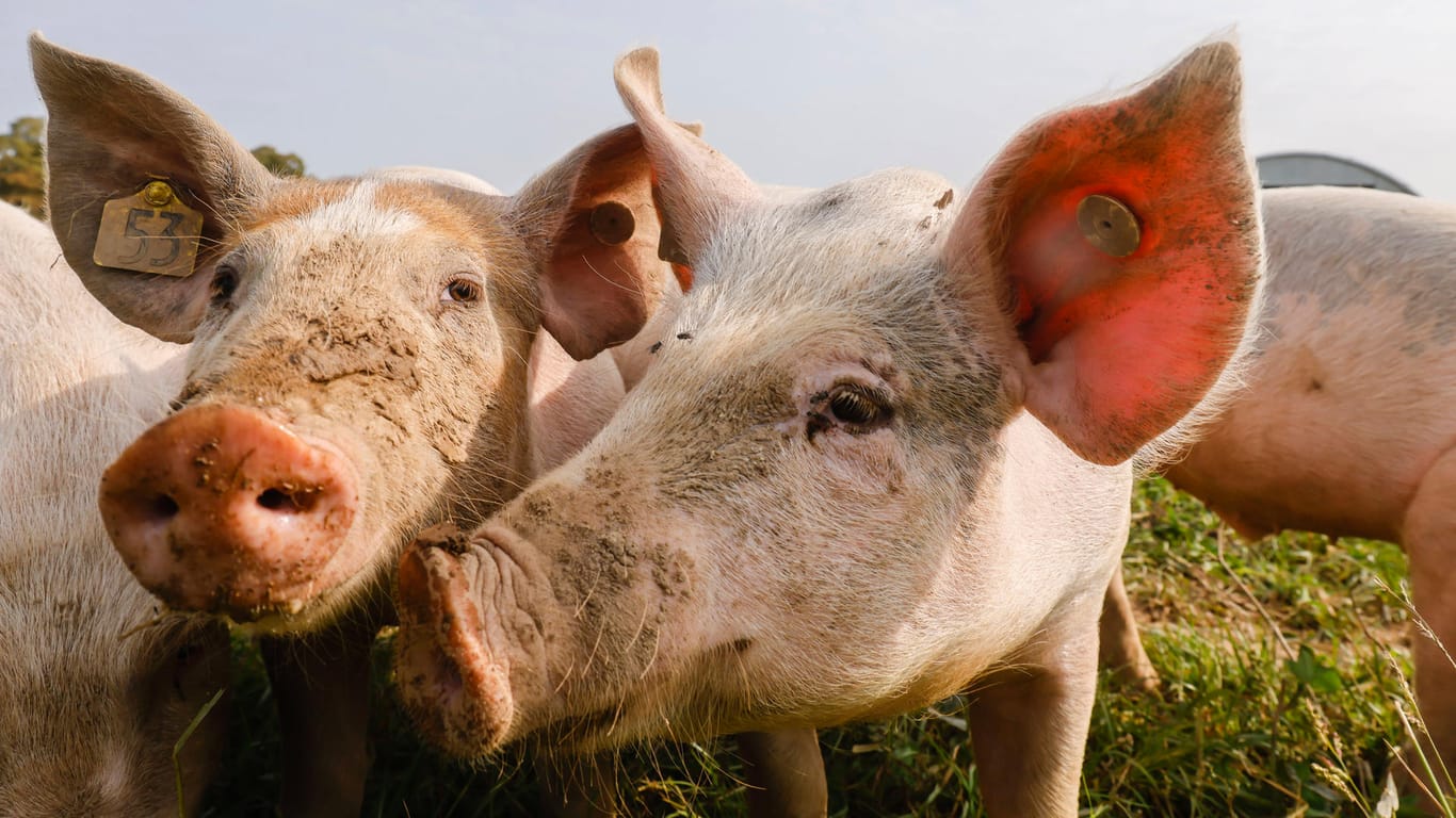 Schweine: Die Tiere gelten als ideale Organ-Spender für den Menschen.