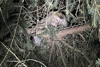 Angebliches Bild eines der vermissten Affen: Die nach einem Verkehrsunfall in den USA entlaufenen Affen wurden gefunden und eingeschläfert.