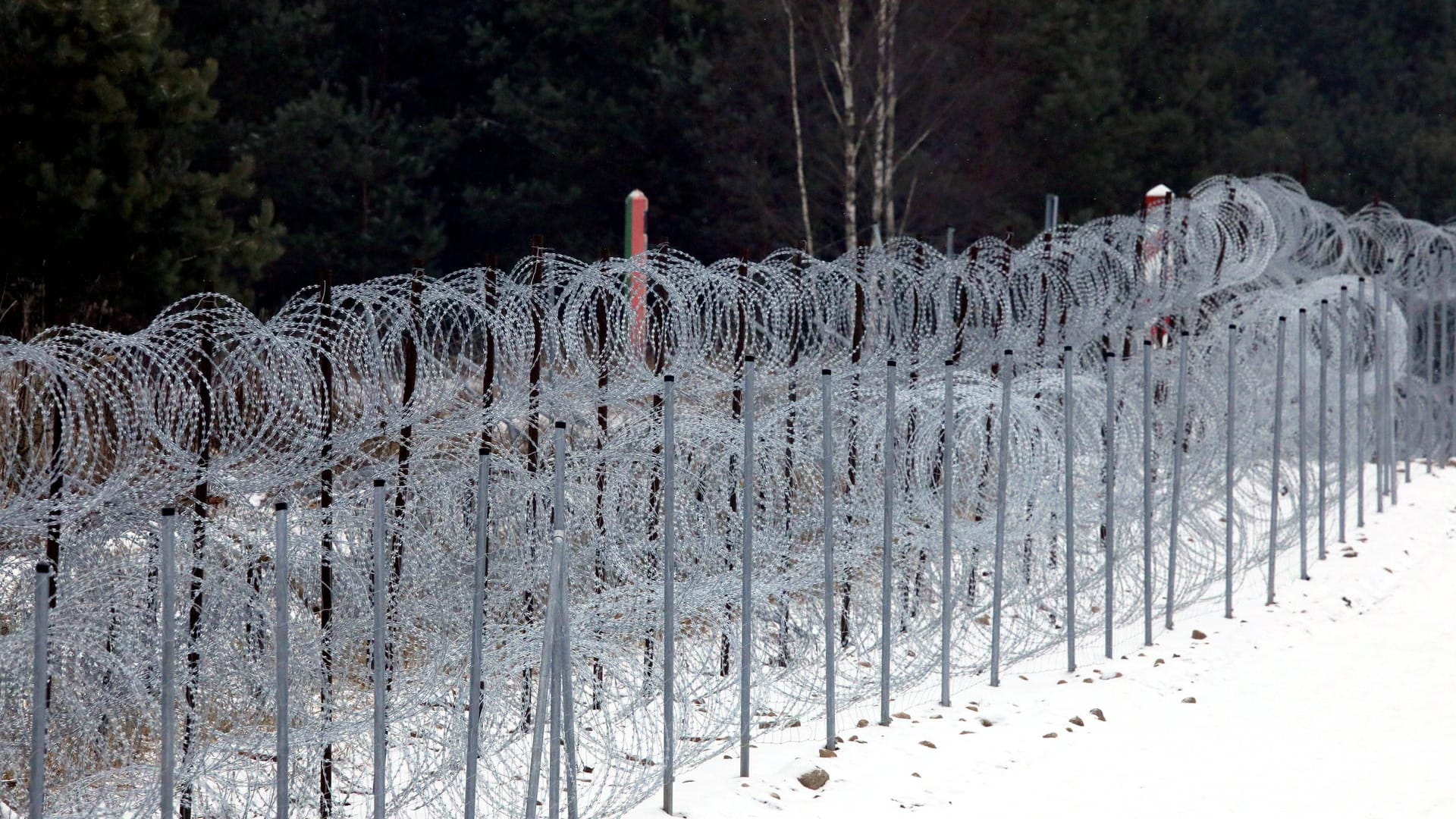 Stacheldraht an der polnischen Grenze: Bald so mit dem Bau einer permanenten Barriere begonnen werden.