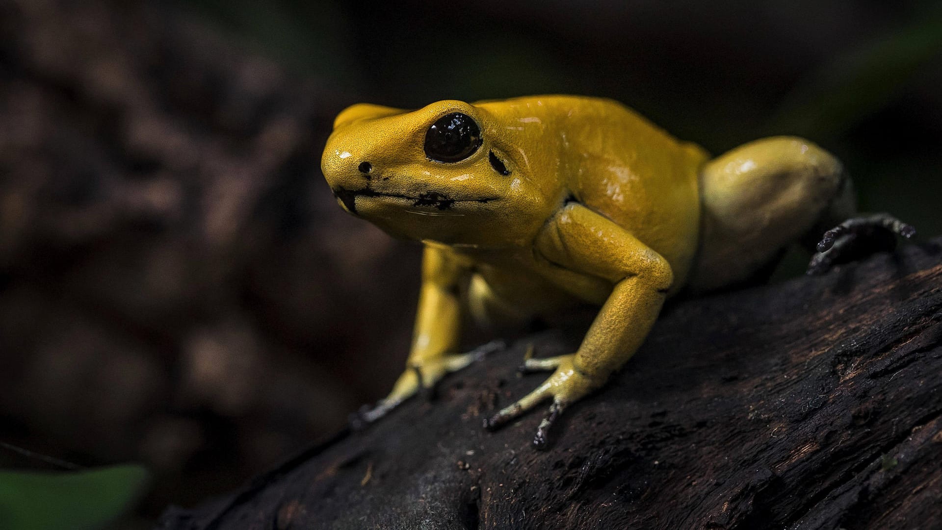 Der "Schreckliche Pfeilgiftfrosch" ("Phyllobates terribilis") oder auch "Goldener Giftfrosch" genannt gilt als giftigste Froschart der Welt.