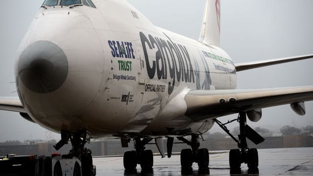 Der blinde Passagier versteckte sich im vorderen Fahrwerksbereich des Frachtflugzeuges. Der blinde Passagier versteckte sich im vorderen Fahrwerksbereich des Frachtflugzeuges.