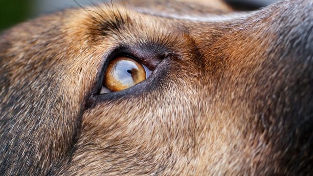 Ein Hund sitzt in einem Garten und blickt nach oben.