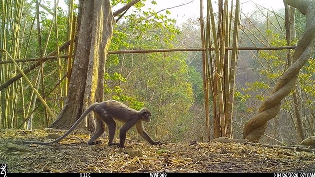 Der sogenannte Popa-Langur wurde als eigene Art identifiziert.