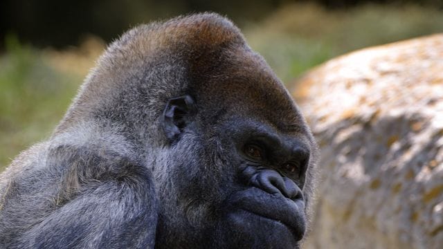 Ozzie: Der Westliche Flachlandgorilla, wurde am 24. April 1961 in freier Wildbahn in Afrika geboren.