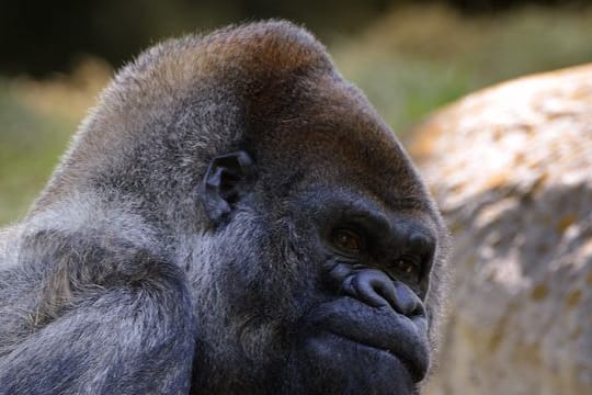 Ozzie: Der Westliche Flachlandgorilla, wurde am 24. April 1961 in freier Wildbahn in Afrika geboren.