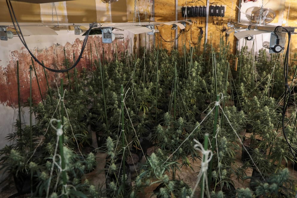 Große Cannabisplantage in einem leerstehenden Gebäude (Archivbild): Die Einsatzkräfte beschlagnahmten mehr als 500 erntereife Pflanzen.