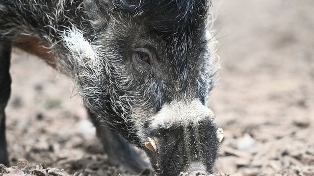 Zuchteber Cebu rüsselt nach Futter in seinem Gehege im Zoo Landau in der Pfalz. Zuchteber Cebu rüsselt nach Futter in seinem Gehege im Zoo Landau in der Pfalz.
