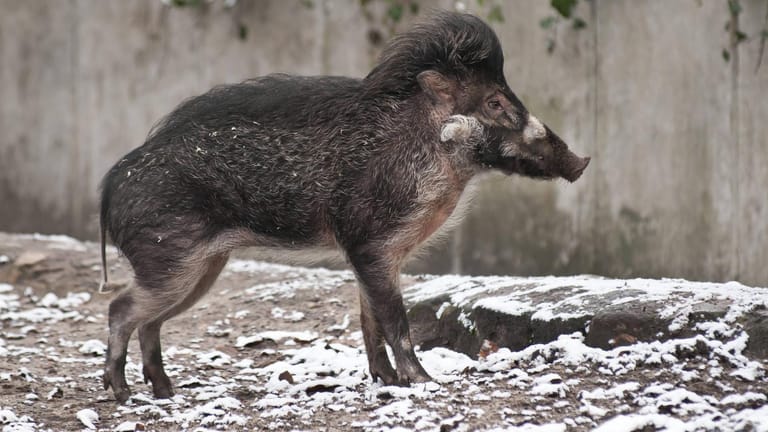 Pustelschwein: Das Tier ist vom Aussterben bedroht.