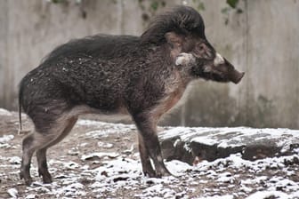 Pustelschwein: Das Tier ist vom Aussterben bedroht.