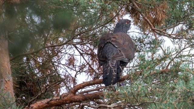 Ein Auerhuhn sitzt in einem Baum