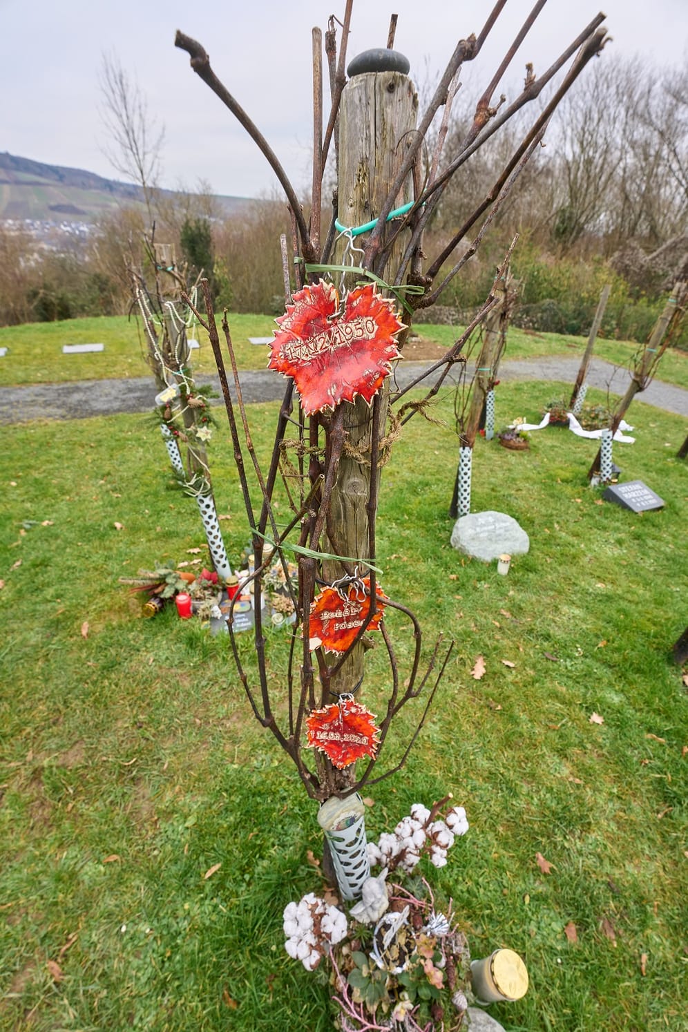 Beisetzung auf dem Friedweinberg: Auf dem Bergfriedhof in Ahrweiler können Verstorbene die letzte Ruhe unter Weinreben finden.