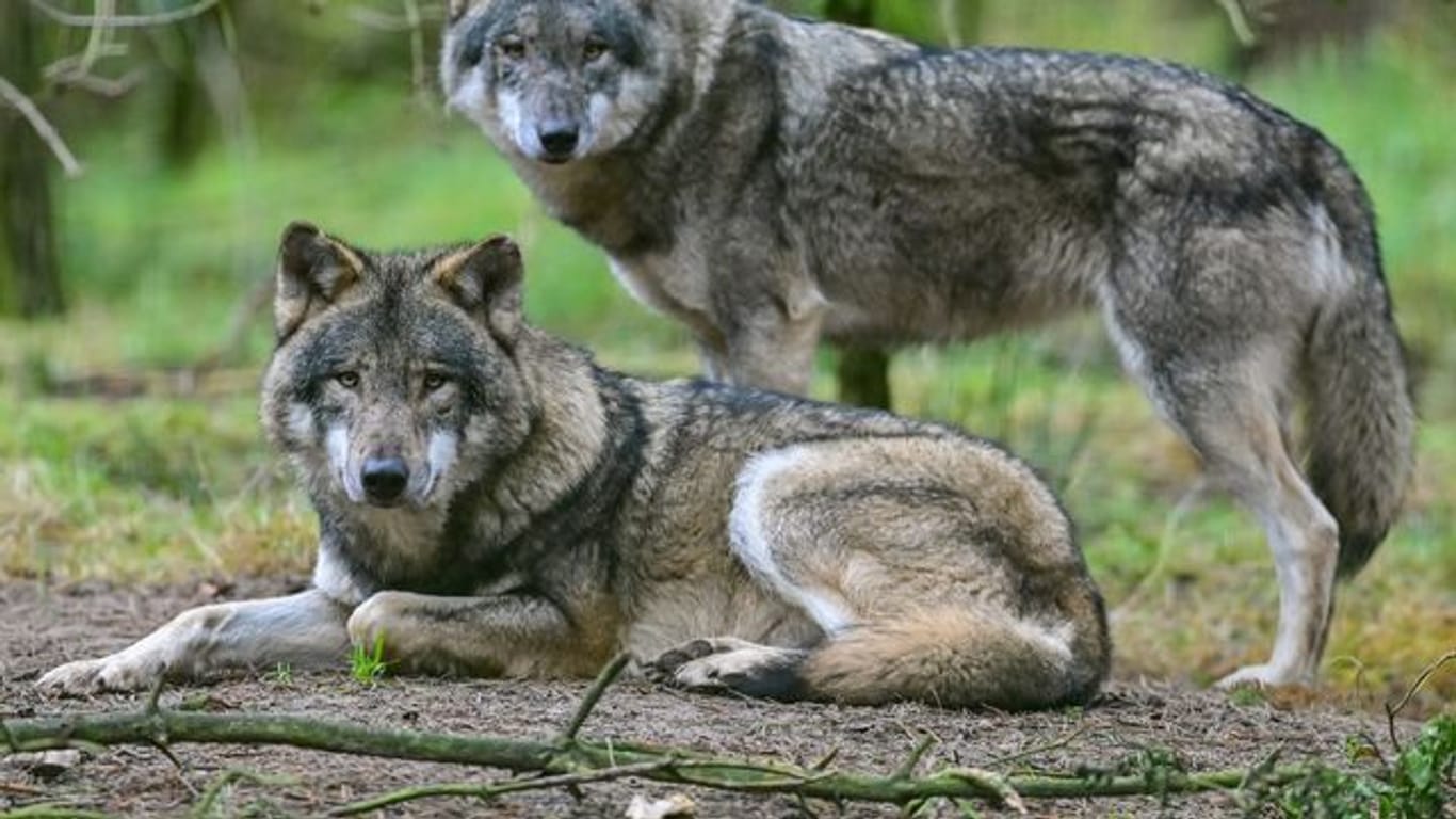 Zwei Wölfe in einem Gehege im Wildpark Schorfheide