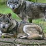 Bündnis will Abschussquote für Wölfe: Ministerium dagegen