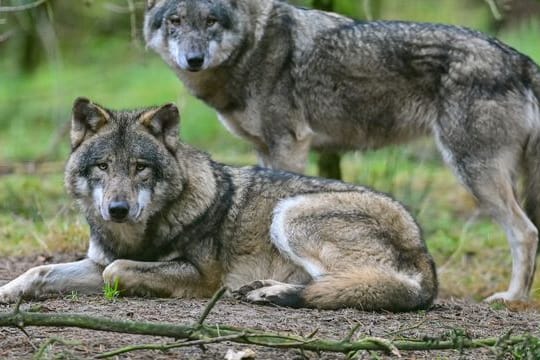 Zwei Wölfe in einem Gehege im Wildpark Schorfheide