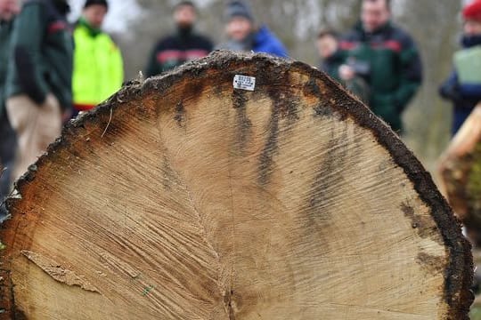 Eichenstamm, der für 4607 Euro versteigert wurde