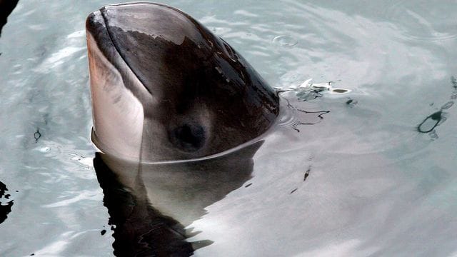 Schweinswale erleiden durch die starken Druckwellen bei Explosionen teils tödliche Verletzungen.