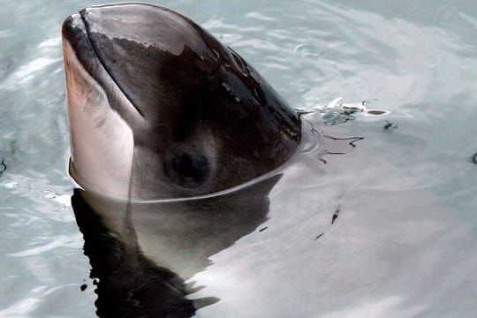 Schweinswale erleiden durch die starken Druckwellen bei Explosionen teils tödliche Verletzungen.