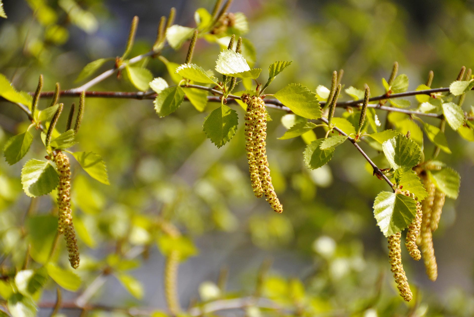 Pflanzen mit allergenen Pollen: Für Pollenallergiker gibt es in Deutschland nur rund 100 Pflanzen, die relevant sind. Sie gehören zu folgenden Pflanzenfamilien: Gräser (Gräser, Getreide etc.), Birkengewächse (Birke, Buche, Erle, Hasel etc.), Korbblütler (Beifuß, Ambrosia etc.), Ölbaumgewächse (Olive, Esche etc.), Zypressengewächse (Zypresse, Wacholder etc.) und Brennnesselgewächse (Brennnessel, Glaskraut etc.).