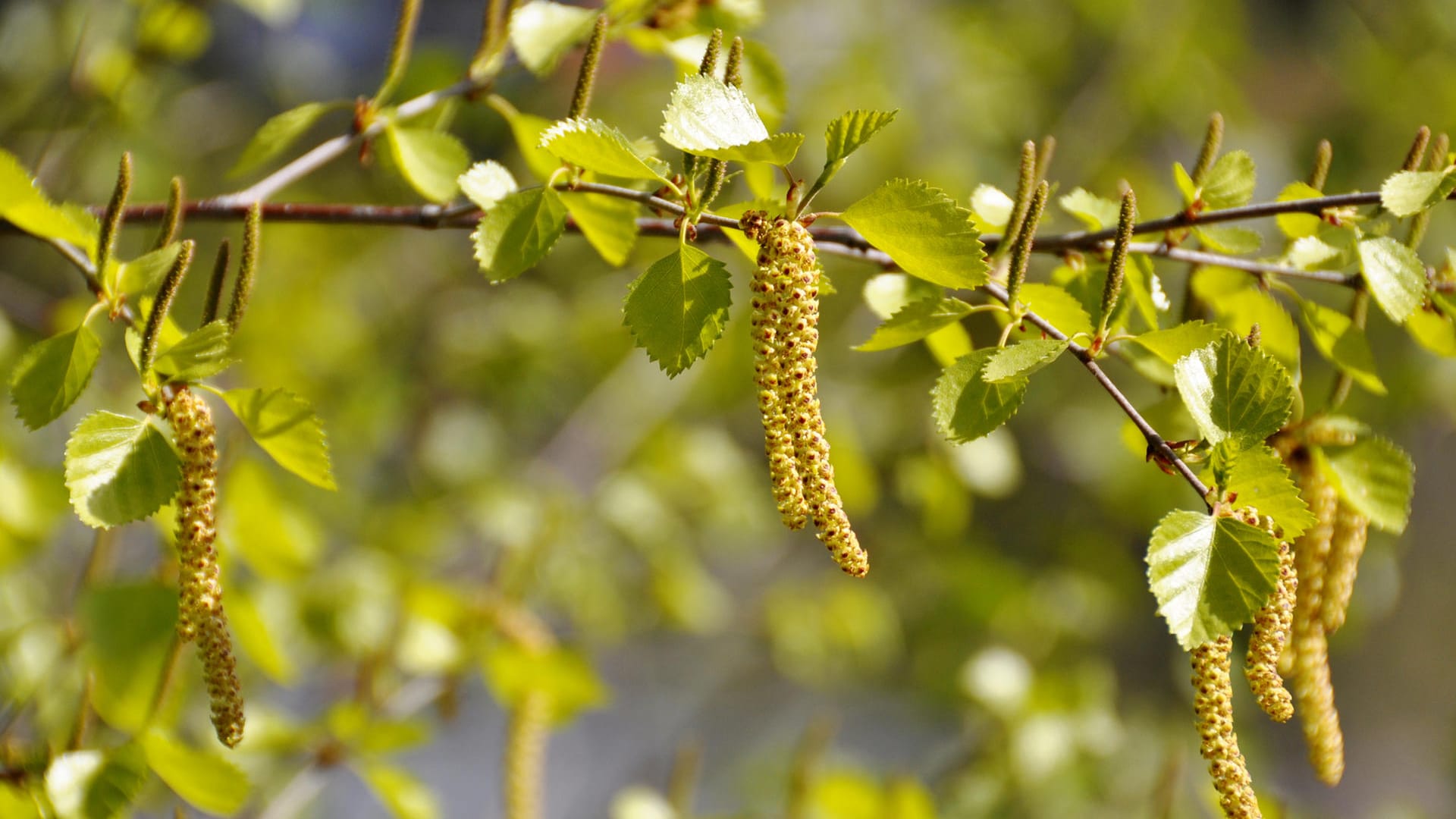 Pflanzen mit allergenen Pollen: Für Pollenallergiker gibt es in Deutschland nur rund 100 Pflanzen, die relevant sind. Sie gehören zu folgenden Pflanzenfamilien: Gräser (Gräser, Getreide etc.), Birkengewächse (Birke, Buche, Erle, Hasel etc.), Korbblütler (Beifuß, Ambrosia etc.), Ölbaumgewächse (Olive, Esche etc.), Zypressengewächse (Zypresse, Wacholder etc.) und Brennnesselgewächse (Brennnessel, Glaskraut etc.).