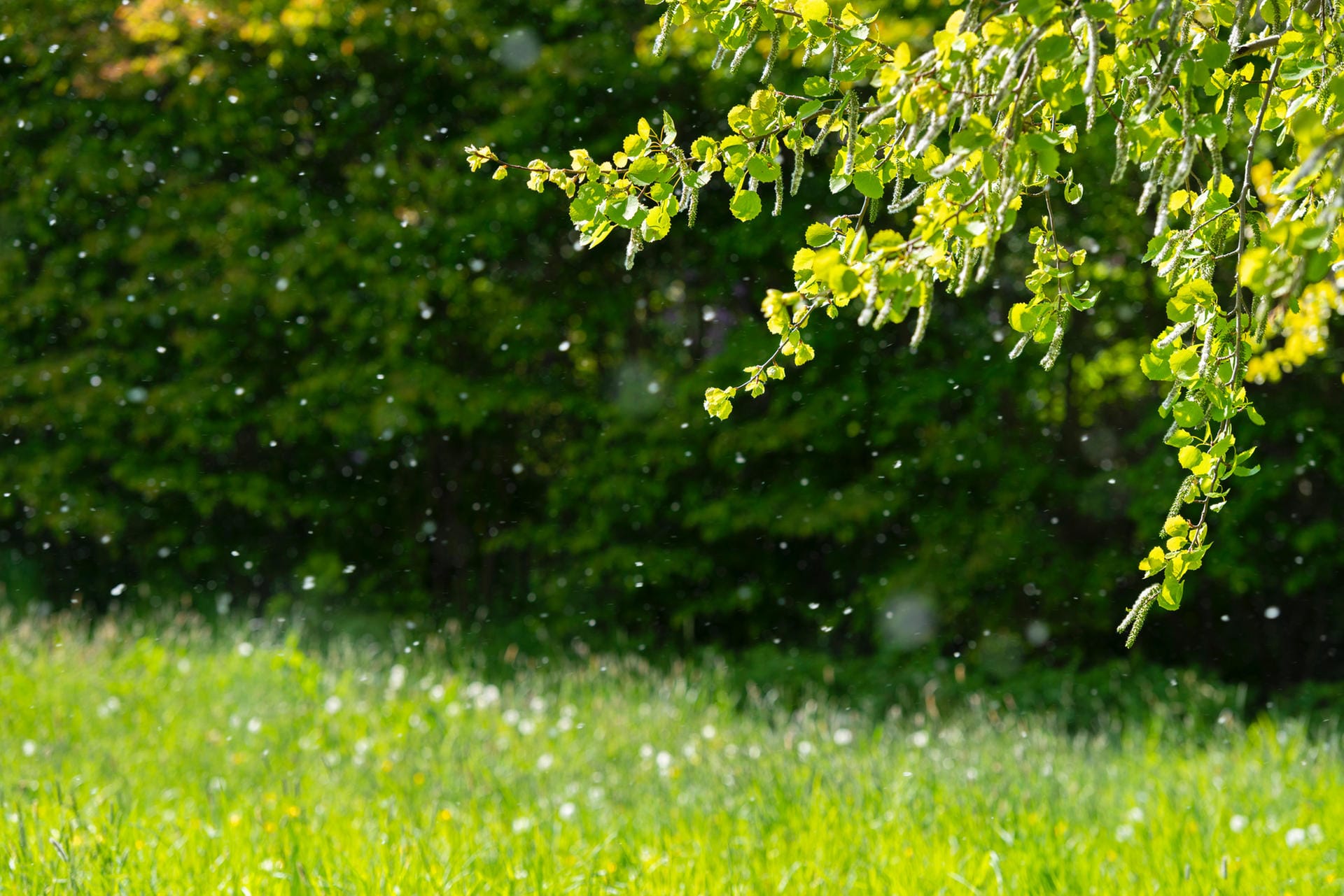 Pollen fliegen mehrere Kilometer: Pollen mancher Arten können mehrere hundert Kilometer weit fliegen. So können Pollen aus fernen Regionen oder sogar anderen Ländern zu milderen Jahreszeiten in der Luft sein.