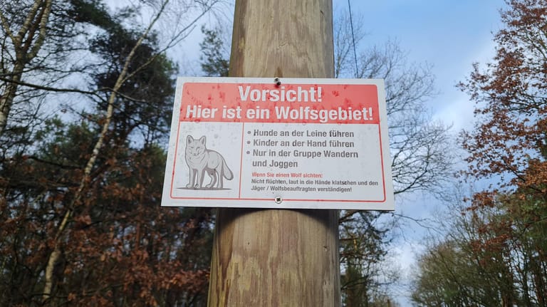 Ein Warnschild in Werpeloh im Emsland: Waldbesucherinnen und -besucher werden auf mögliche Wölfe im Gebiet aufmerksam gemacht.
