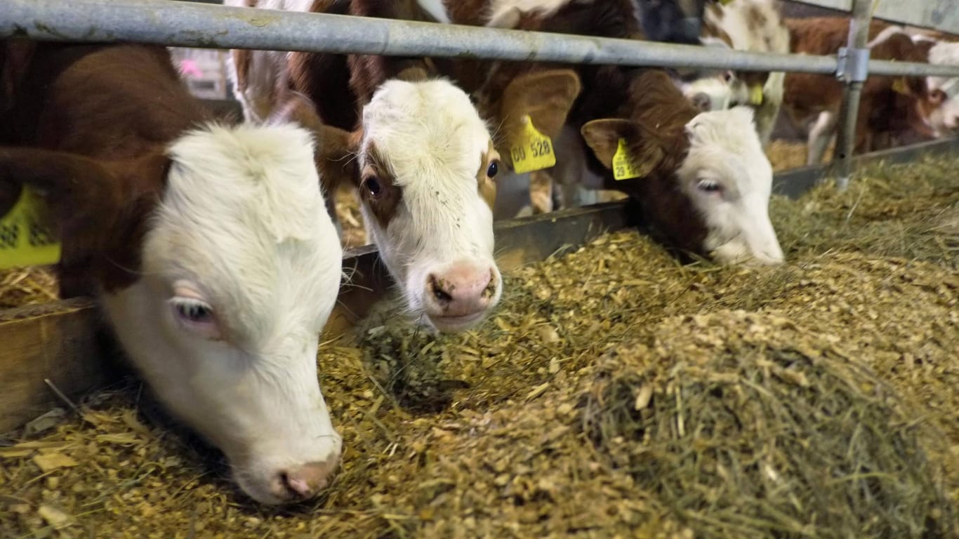 Jungbullen auf einem niedersächsischen Bauernhof (Archivbild): Drei Influencerinnen wollen für eine Youtube-Serie im Landwirtschaftsbetrieb arbeiten