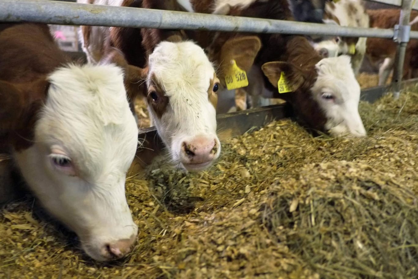 Jungbullen auf einem niedersächsischen Bauernhof (Archivbild): Drei Influencerinnen wollen für eine Youtube-Serie im Landwirtschaftsbetrieb arbeiten