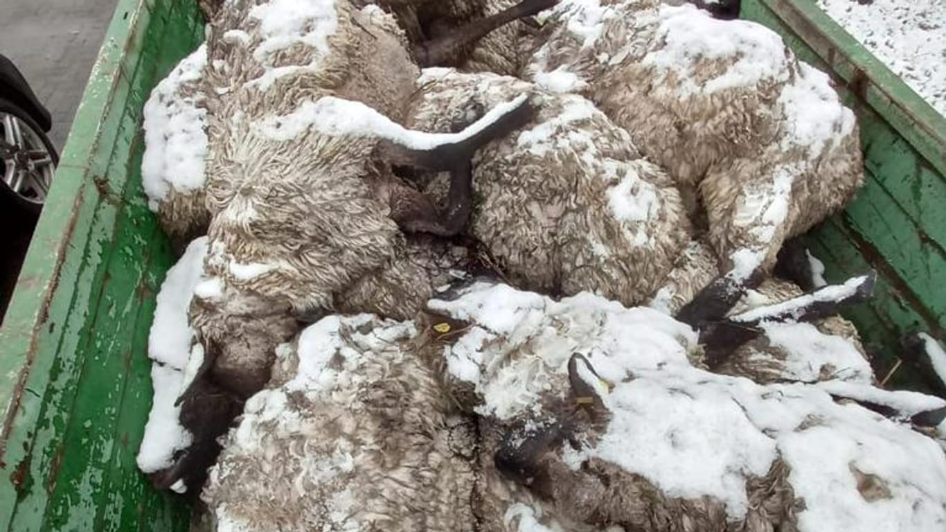 Tote Schafe auf einem Anhänger: Die Zahl der Wölfe nimmt in Niedersachsen zu.