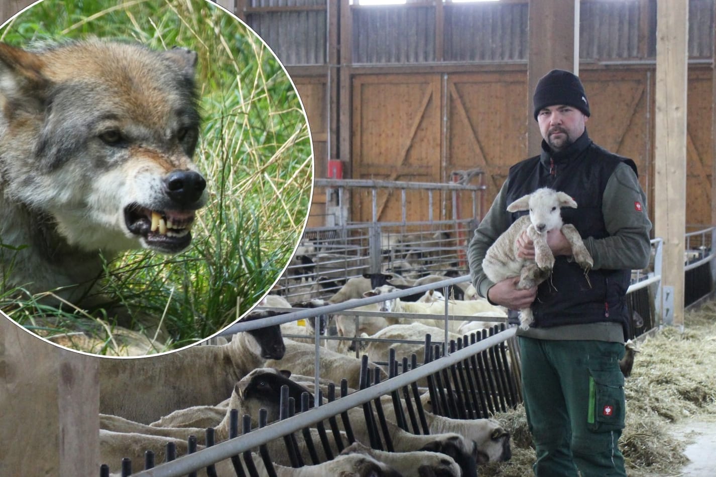 René Krüger mit einem neugeborenen Lamm (Montage mit Wolf): Der Schäfer sorgt sich um seine Tiere, die schon mehrmals vom Wolf attackiert wurden.