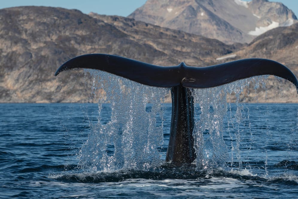 Ein Pottwal schwimmt vor der griechischen Küste (Symbolfoto): Nirgends auf der Welt leben Wale aufgrund von Schiffsverkehr so gefährlich wie hier. Jedes Jahr sterben zahlreiche Pottwale nach Kollisionen mit Schiffen.