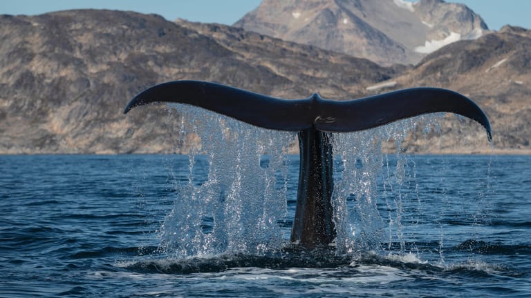 Ein Pottwal schwimmt vor der griechischen Küste (Symbolfoto): Nirgends auf der Welt leben Wale aufgrund von Schiffsverkehr so gefährlich wie hier. Jedes Jahr sterben zahlreiche Pottwale nach Kollisionen mit Schiffen.