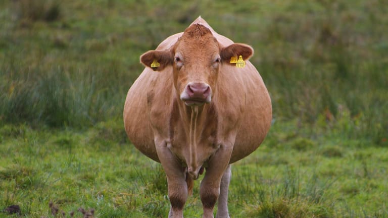 Eine trächtige Kuh auf einer Wiese (Symbolbild): Neben drei Kühen wurde auch ein Kalb von der Weide getrieben.