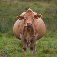 Eine trächtige Kuh auf einer Wiese (Symbolbild): Neben drei Kühen wurde auch ein Kalb von der Weide getrieben.
