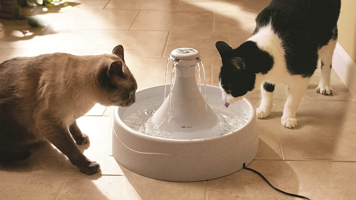 Katzenbrunnen können Haustiere zum Trinken animieren und so Gesundheitsproblemen vorbeugen.