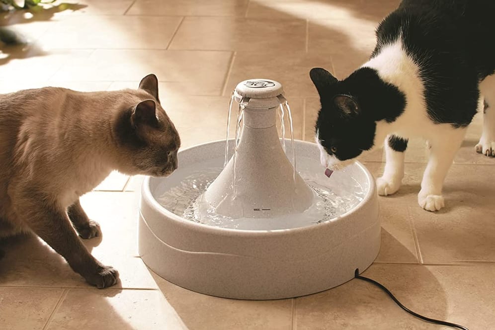 Katzenbrunnen können Haustiere zum Trinken animieren und so Gesundheitsproblemen vorbeugen.