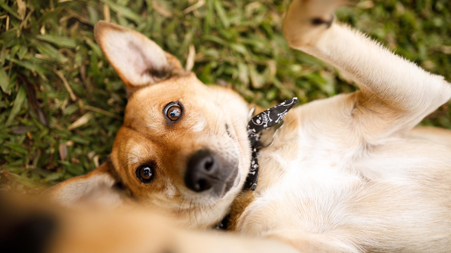 Hunderassen: Mischlinge sind bei Hundehaltern besonders beliebt.