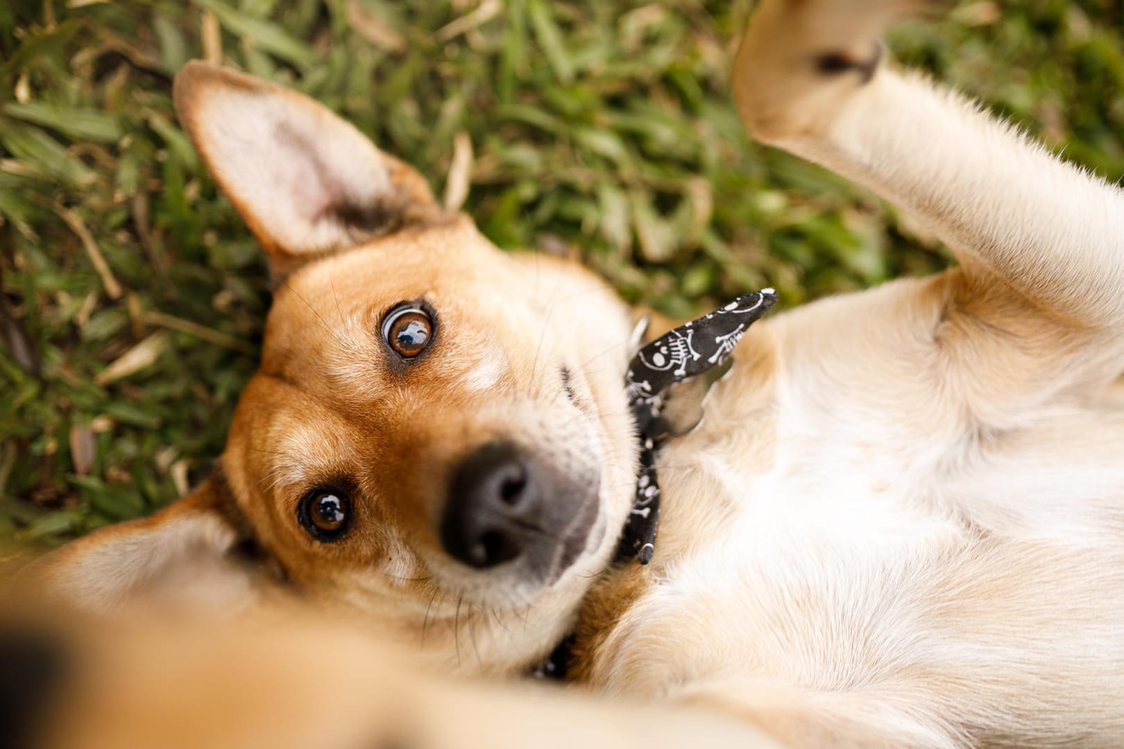 Hunderassen: Mischlinge sind bei Hundehaltern besonders beliebt.